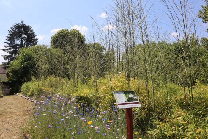 Parcours pédagogique biodiversité à Héricy. 2e image du parcours fleuri.