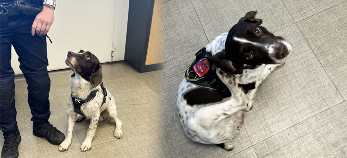 2 photos qui mettent à l'honneur Mingo, un chien qui travaille avec sa maîtresse au sein de la Sûreté Ferroviaire et qui est spécialisé dans la cyno-détection.
